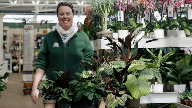 Calathea Spotlight | How to Grow & Take Care of Prayer Plants