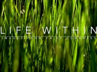 Life Within - Images from Fairy Congress 12.27.23