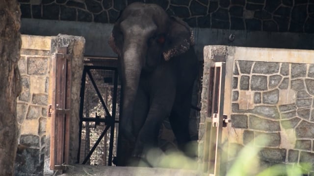 Weaving / swaying stereotypy and head wound, captive Indian elephant at Mumbai zoo, India, 2016