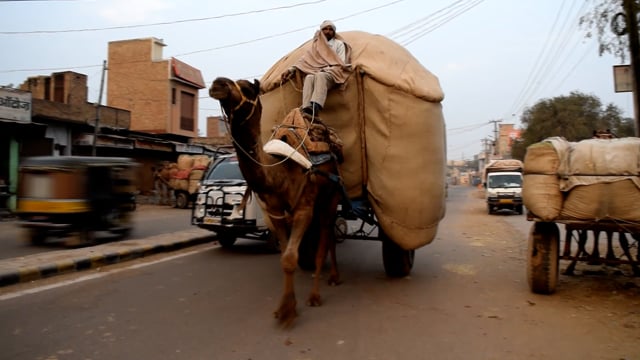 Camel pulling heavy cart on the road in Jodhpur, Rajasthan, India, 2017