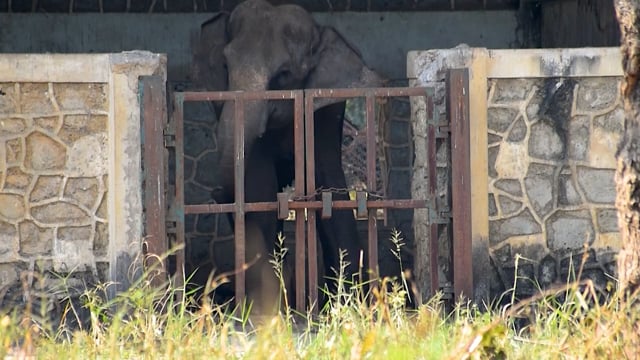 Elephant swaying/weaving repetitively (stereotypy), Mumbai zoo, India, 2016