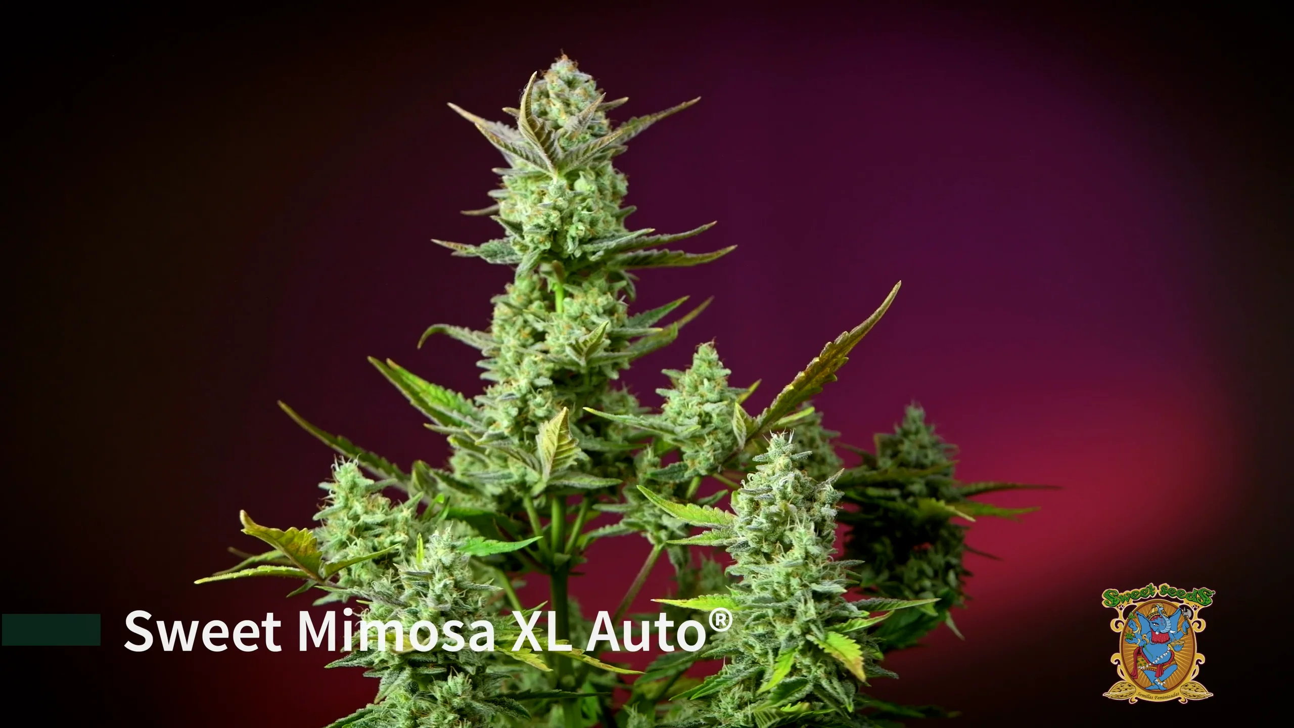 Sweet Mimosa XL Auto®