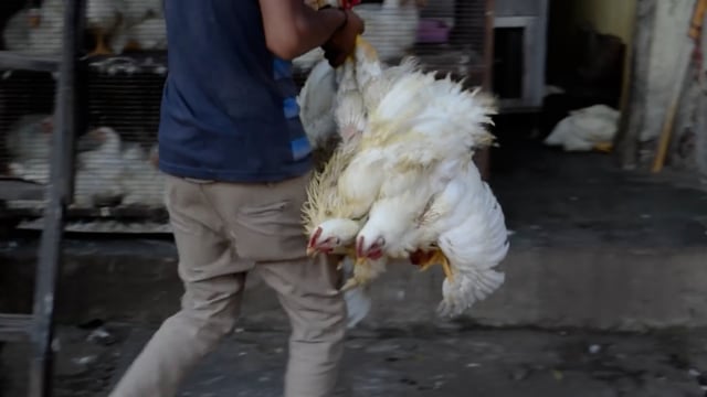 Chickens are carried upside down in a bunch into an Indian chicken meat shop, Mumbai, India, 2016