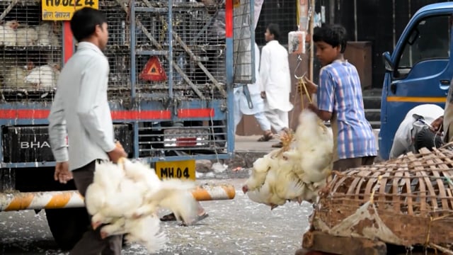 Workers weigh chickens after removing them from trucks at Crawford meat market, Mumbai, India, 2016