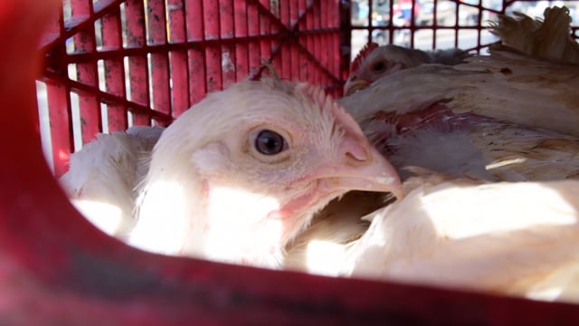Chickens in a crate at a wholesale chicken market, Ghazipur Murga Mandi, Ghaziabad, India, 2022