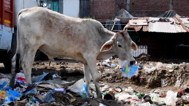 Cow eating plastic bag at garbage dump, Ghaziabad, India, 2022
