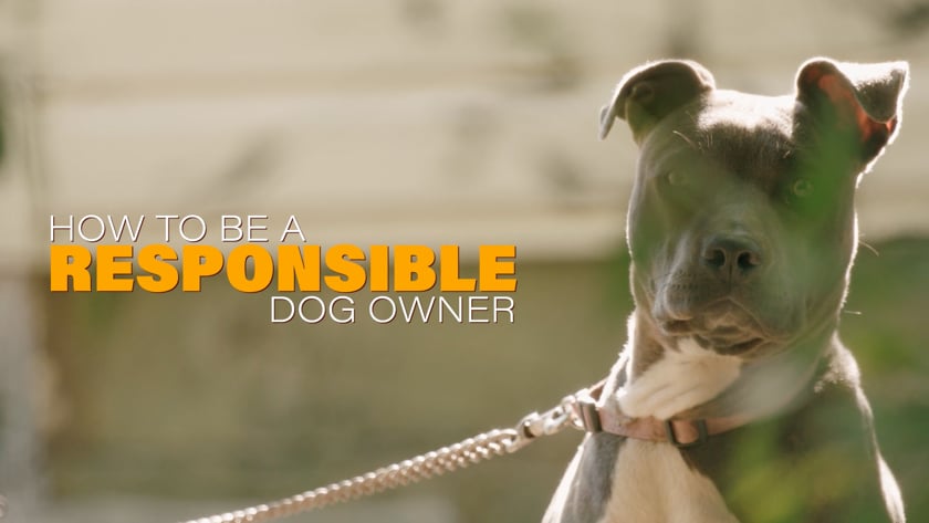 vimeo-video-thumbnail