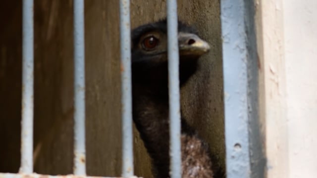 Emu in zoo repetitively pecking the air (stereotypy), Mumbai zoo, India, 2016