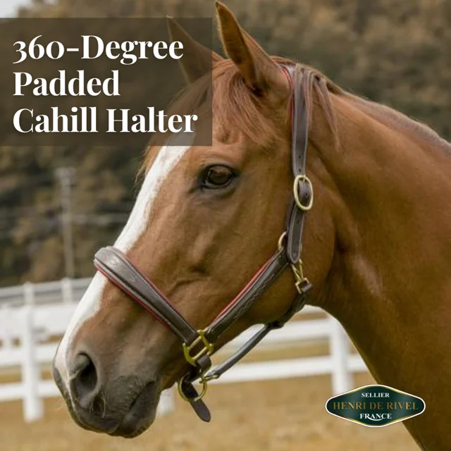 Henri de Rivel Cahill Padded Halter 