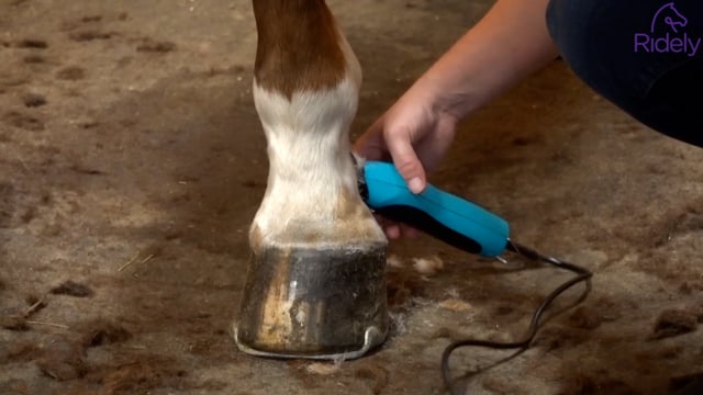Att klippa hästens ben