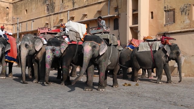 Elephants repetitively sway and head bob while they wait to give rides to tourists at Amber Palace, Jaipur, India, 2022