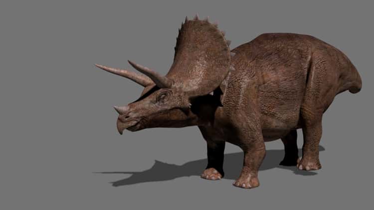 Triceratops Tribute - 8K 3D Model