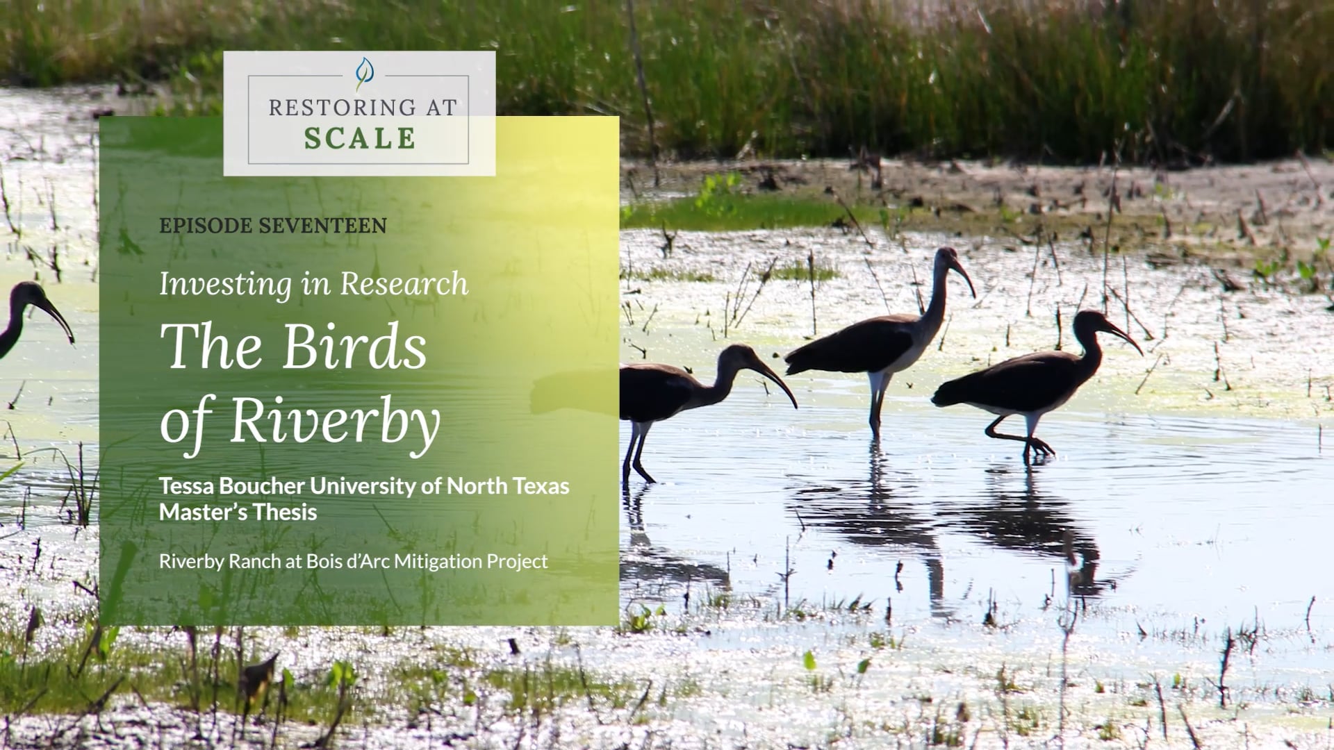 Restoring at Scale: Episode 17 - Investing in Research, The Birds of Riverby