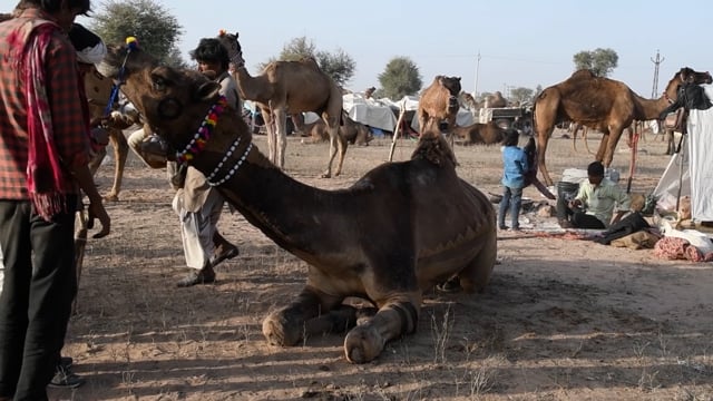 A camel is examined by prospective buyers at Nagaur Cattle Fair, Rajasthan, India, 2022