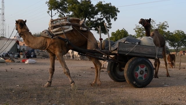 Camels pull carts at Nagaur Cattle Fair, Rajasthan, India, 2022