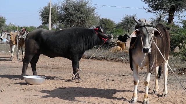 An Indian buffalo and a cow are tied up at Nagaur Cattle Fair, Rajasthan, India, 2022