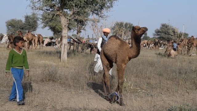A baby camel calls for her mother, Nagaur Cattle Fair or Mela, Rajasthan, India, 2022