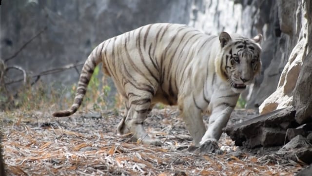 A white tiger paces repetitively at Katraj zoo, Pune, India, 2016