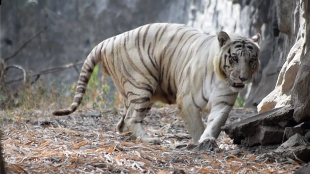 A white tiger paces repetitively at Katraj zoo, Pune, India, 2016