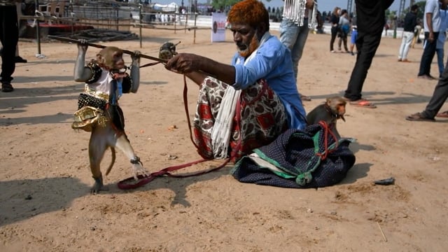 Macaque monkeys are forced to dance and perform tricks for money illegally at Pushkar Camel Fair, India, 2019