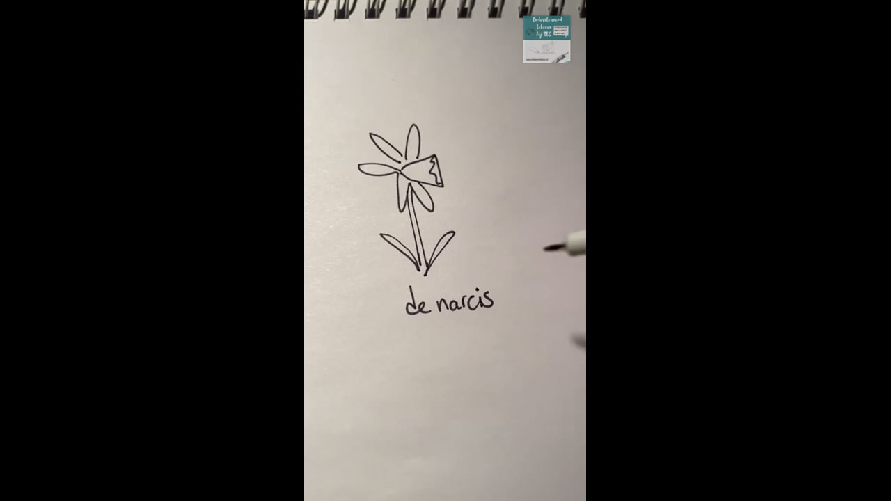 Lentebloemen Narcis, blauw druifje, krokus en tulp