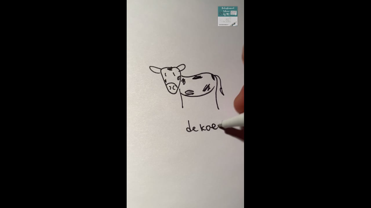 Koe, stier, kalfje, lente