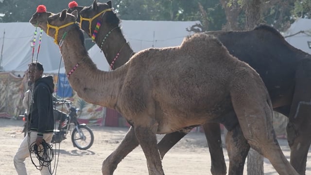 Two camels are led across Nagaur Cattle Fair ground, Rajasthan, India, 2022