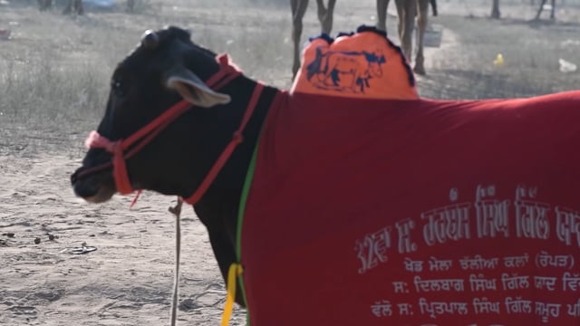 A man leads a cow or bullock at Nagaur Cattle Fair, Rajasthan, India, 2022