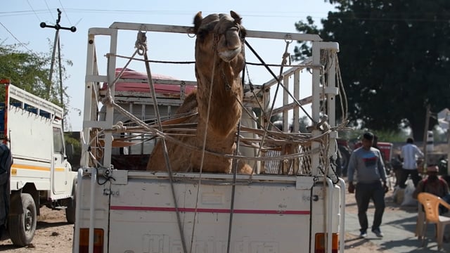 A camel waits inside a truck at Nagaur Cattle Fair or mela, Rajasthan, India, 2022