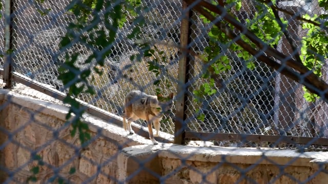 Indian golden jackal repetitively pacing along the fence of her enclosure, Jodhpur zoo, Rajasthan, India, 2022