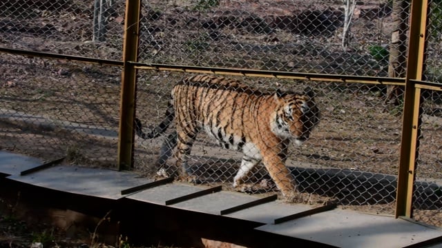 A captive tiger paces along the fence of his enclosure, Jodhpur zoo, Rajasthan, India 2022