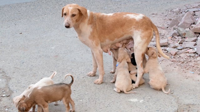 Street puppies or puppy dogs suckle from a mother street dog on the road in Jodhpur, India, 2022
