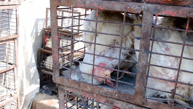 Sick chickens with missing feathers sit inside cages stacked up inside a wholesale chicken market, Ghazipur, India, 2022