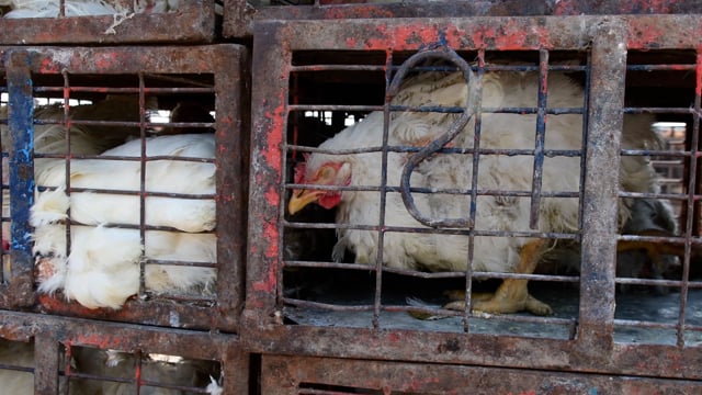 A sick chicken with missing feathers sits in a crate inside a wholesale chicken market, Ghazipur, India, 2022