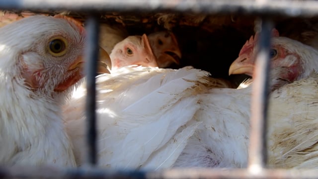 Chickens pant inside crowded cages on a truck outside a wholesale chicken market, Ghazipur, Ghaziabad, India, 2022