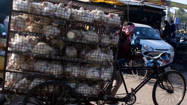 Chickens in crates on the back of a tricycle leave a wholesale chicken market, Ghazipur, Ghaziabad, India, 2022