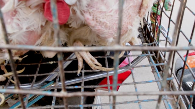 Close up of the overgrown nails of chickens in a cage outside a wholesale chicken market, Ghaziabad, India, 2022