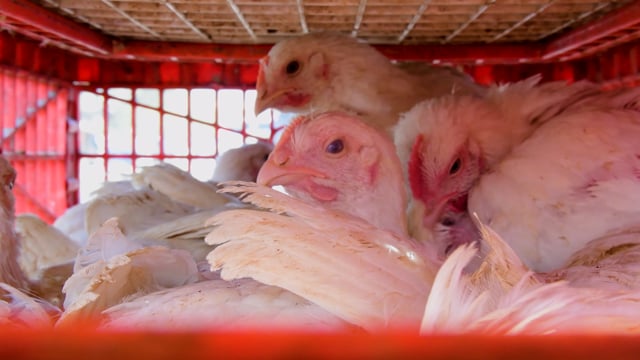 Close up of chickens panting and moving around inside a crate outside a wholesale chicken market, Ghaziabad, India, 2022