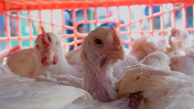 Close up of chickens inside a crate outside a wholesale chicken market, Ghaziabad, India, 2022