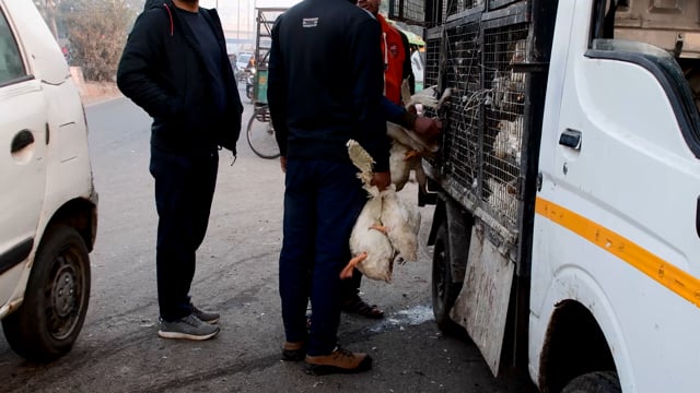 Ducks and chickens are roughly loaded into a truck, outside a chicken wholesale market, Ghazipur, India, 2022