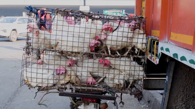 Chickens with dirty feathers struggle to move in a cage on the back of a motorbike, Ghazipur Murga Mandi, Ghaziabad, India, 2022