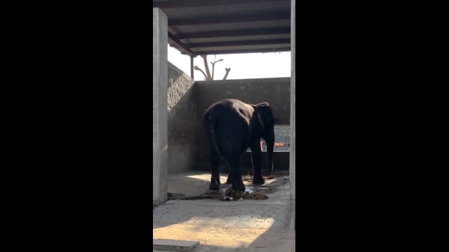 A chained elephant sways or weaves repetitively (stereotypy), in a shed, Hathi Gaon, Jaipur, India, 2022 (mobile phone footage)