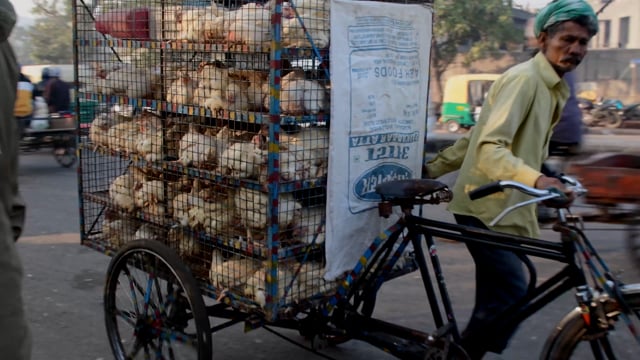 A worker transports chickens in crates on the back of a tricycle, from a wholesale chicken market, Ghaziabad, India, 2022