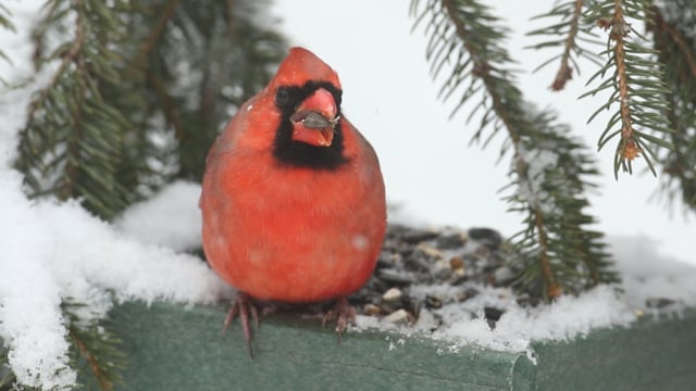Cardinal Chased Away by Blue Jay in Snow, Stock Video