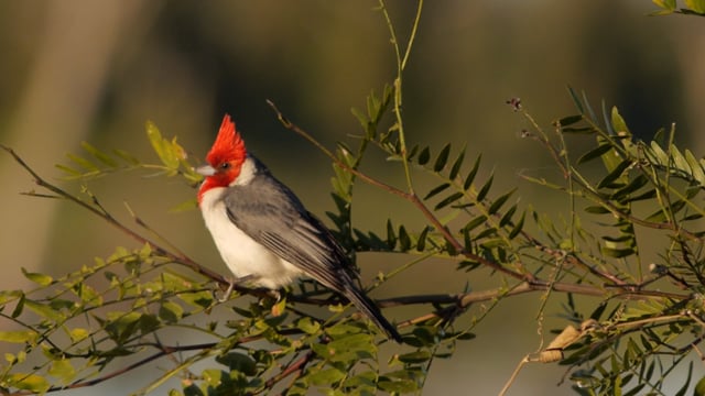 Crazy Nature Video: Redbird 
