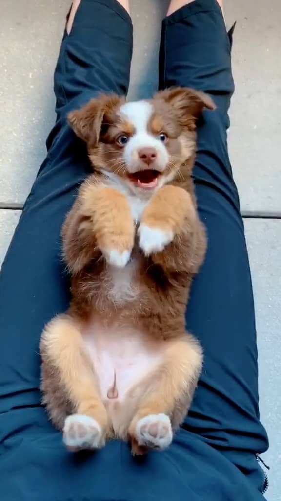 your dogs best friend on Vimeo