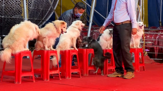 Dogs sit on stalls and fall off, at Rambo Circus, Pune, India, 2021 (mobile phone footage)