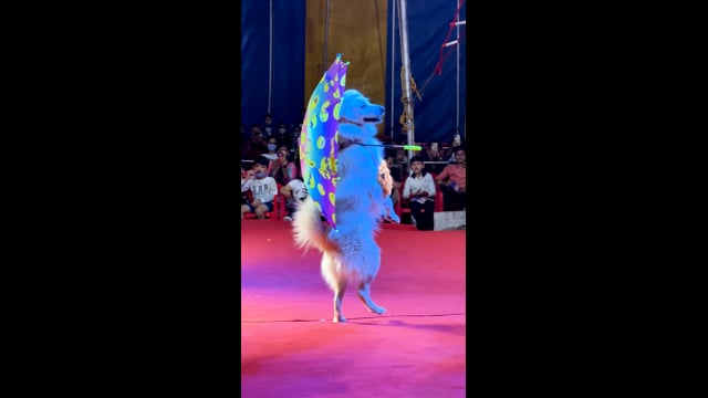 A dog wearing a costume walks on hind legs at Rambo Circus, Pune, India, 2021 (mobile phone footage)