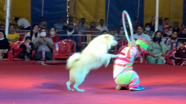 Dogs sit on stools and jump through hoops at Rambo Circus, Pune, India, 2021 (mobile phone footage)