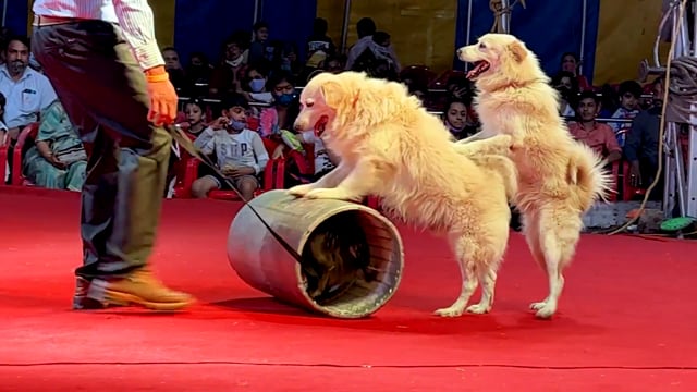 Three dogs perform a trick with a barrel at Rambo Circus, Pune, India, 2021 (mobile phone footage)